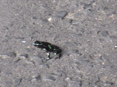 Dendrobates auratus
