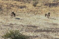 Equus zebra hartmannae
