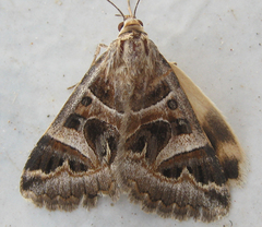 Cerocala vermiculosa