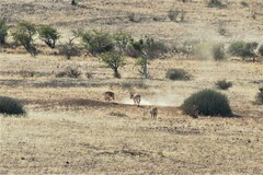 Equus zebra hartmannae