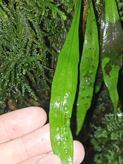 Loxogramme dictyopteris