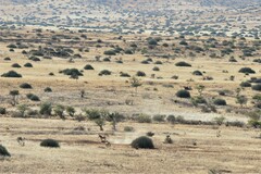 Equus zebra hartmannae