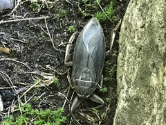 Lethocerus americanus