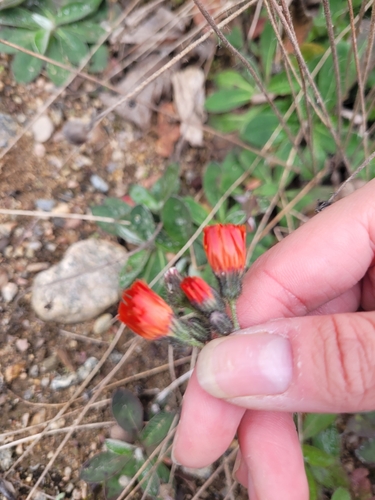 Pilosella aurantiaca
