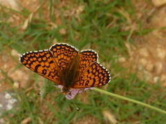 Melitaea cinxia