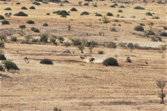 Equus zebra hartmannae