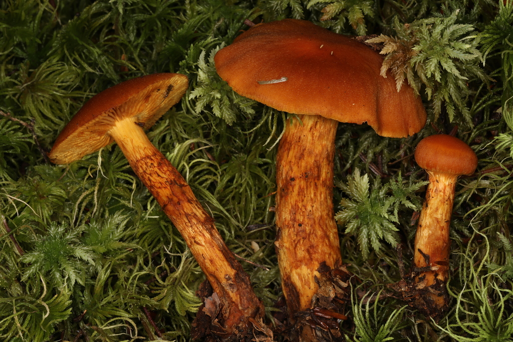 Aureonarius