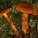 Cortinarius Sect. Limonii - Photo (c) John Plischke, some rights reserved (CC BY-NC), uploaded by John Plischke