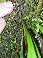 Loxogramme dictyopteris