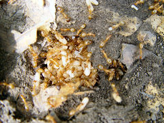 Camponotus festinatus