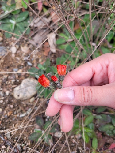 Pilosella aurantiaca