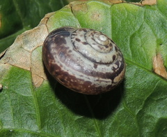 Hygromia cinctella
