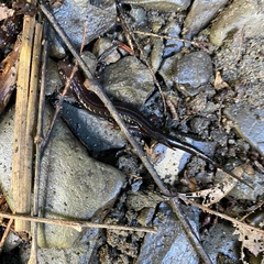 Desmognathus ochrophaeus