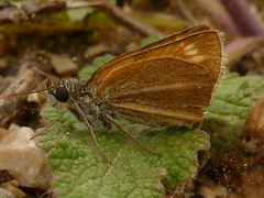 Thymelicus acteon