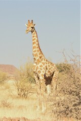 Giraffa camelopardalis angolensis