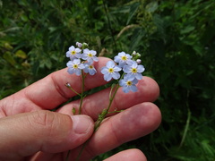 Myosotis