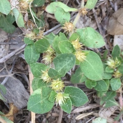 Alternanthera pungens