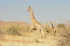 Giraffa camelopardalis angolensis