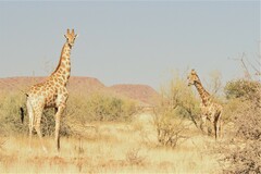 Giraffa camelopardalis angolensis