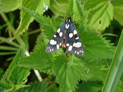 Callimorpha dominula