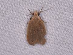 Inga obscuromaculella