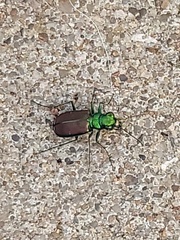 Cicindela splendida