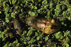 Lithobates grylio