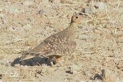 Pterocles namaqua