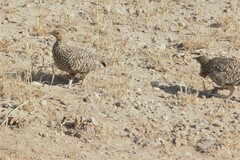 Pterocles namaqua