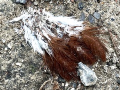 Gallus gallus domesticus