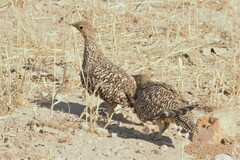 Pterocles namaqua