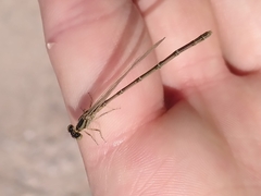 Erythromma lindenii