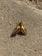 Hyles euphorbiae