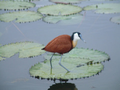 Actophilornis africanus
