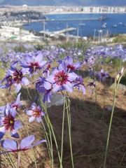 Leucocoryne purpurea