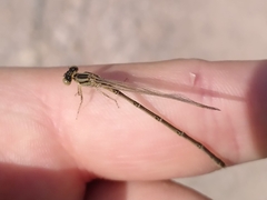 Erythromma lindenii