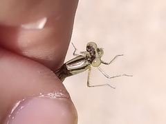 Erythromma lindenii
