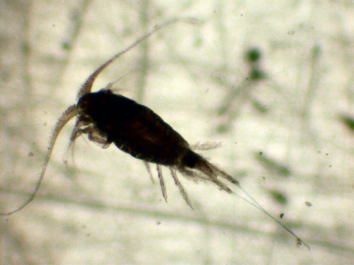 Lucicutiidae