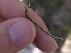Erythromma lindenii