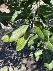 Cupaniopsis anacardioides