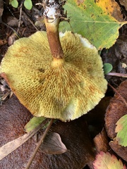 Suillus ampliporus