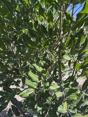 Cupaniopsis anacardioides