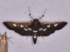 Desmia subdivisalis