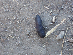 Callipepla californica