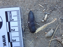 Callipepla californica