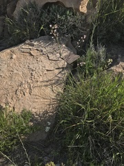 Mostacillastrum gracile