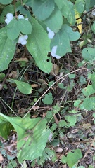 Symphoricarpos mollis