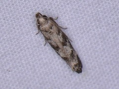 Dichomeris inversella