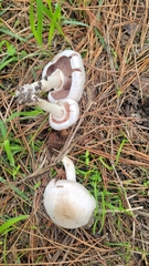 Agaricus californicus