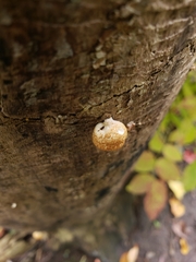 Crepidotus calolepis